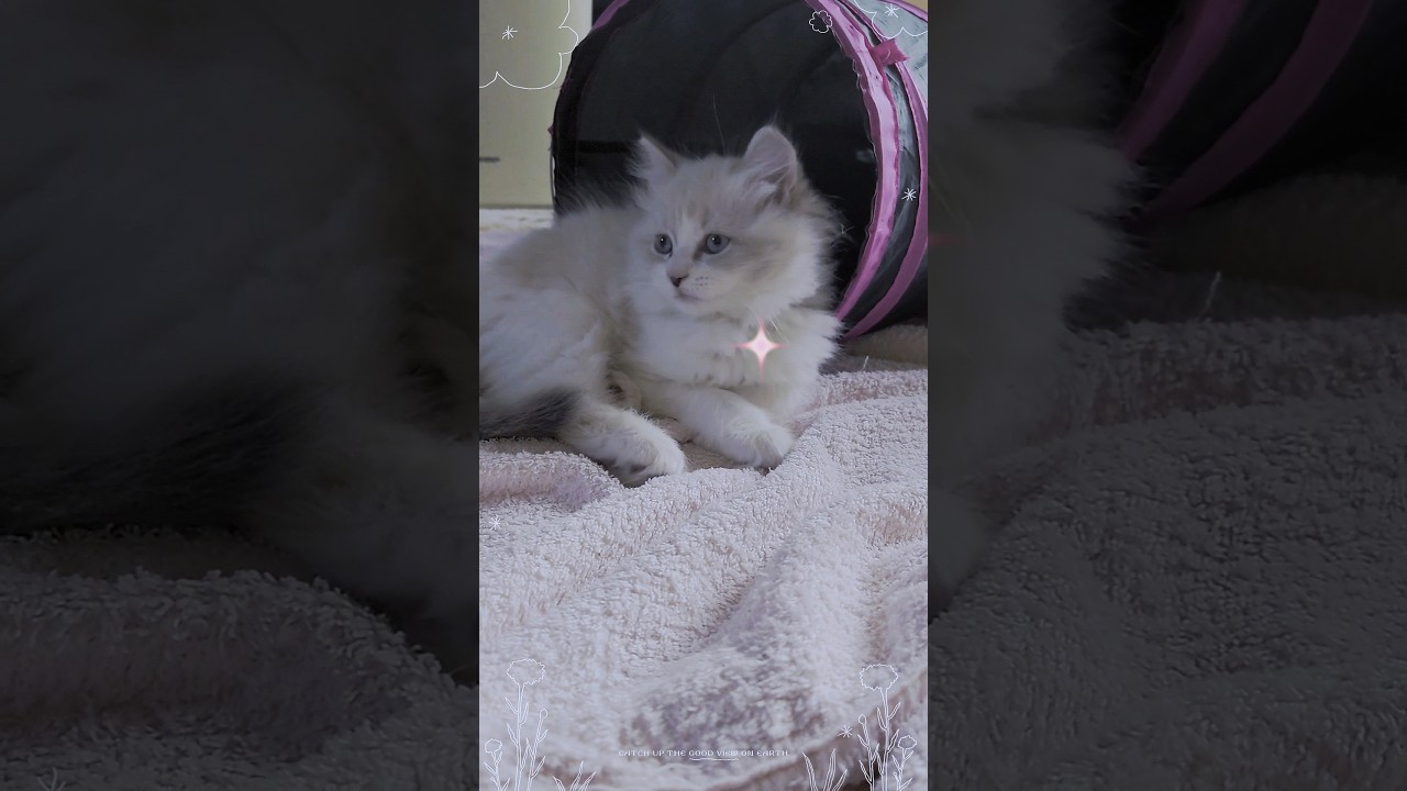 優しいお兄ちゃん猫の前#ラガマフィン