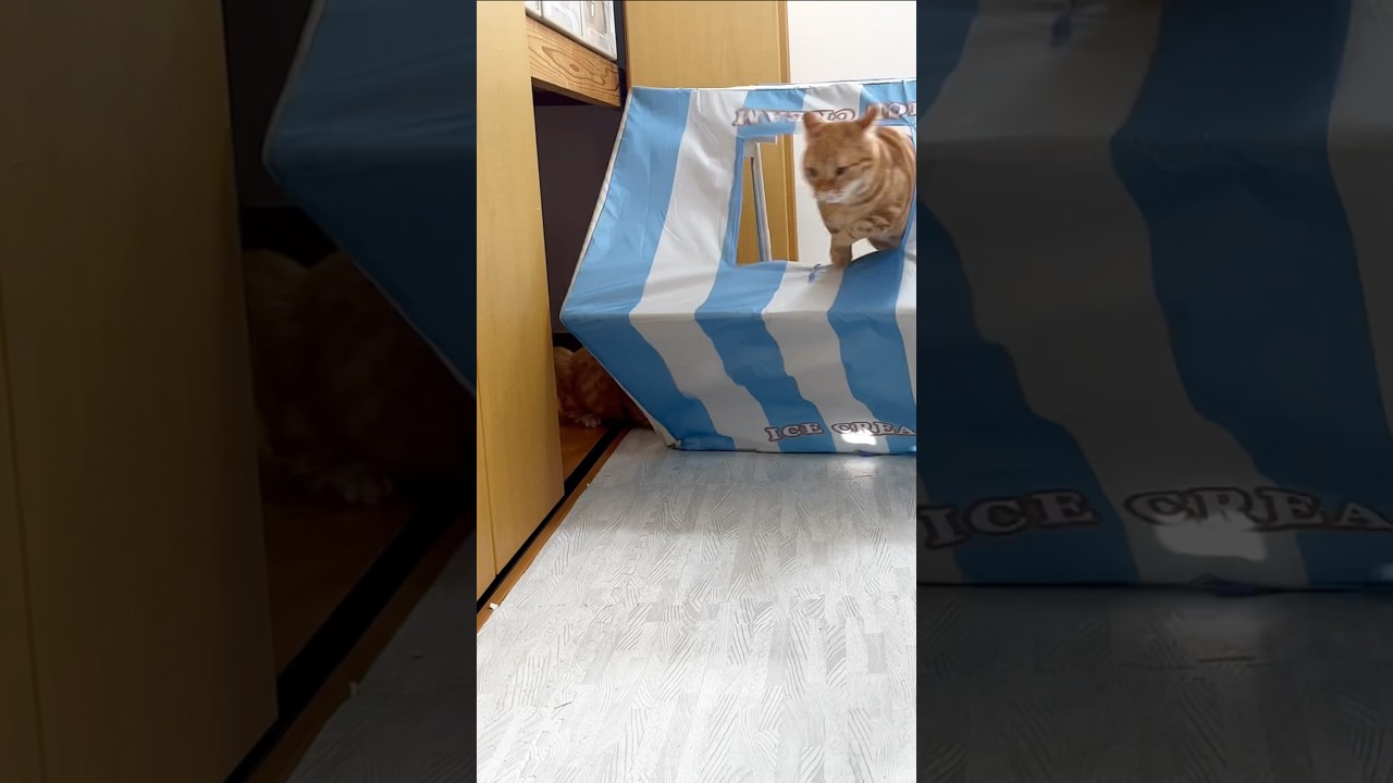 飛び出せマンチカンズ！ #猫 #マンチカン #shorts