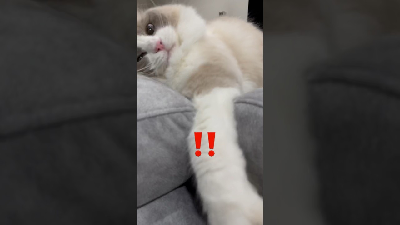 ラグドールの緩い狩り姿🐈#shorts #ragdoll #ラグドール #猫 #ねこのいる生活