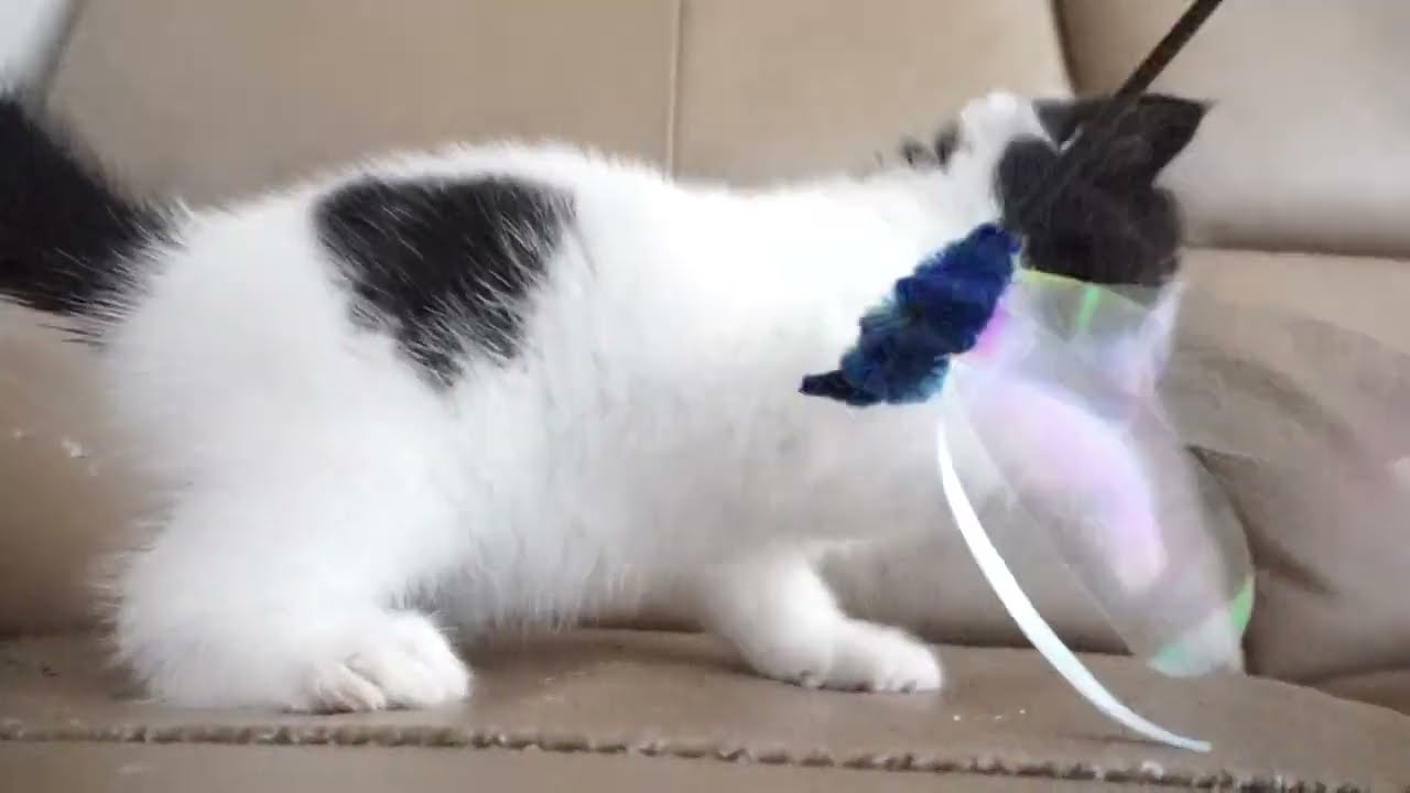 ブリティッシュショートヘアー子猫　British Shorthair　2023.6.24産まれ　ブラック&ホワイト　女の子　シーダキャット猫のお店