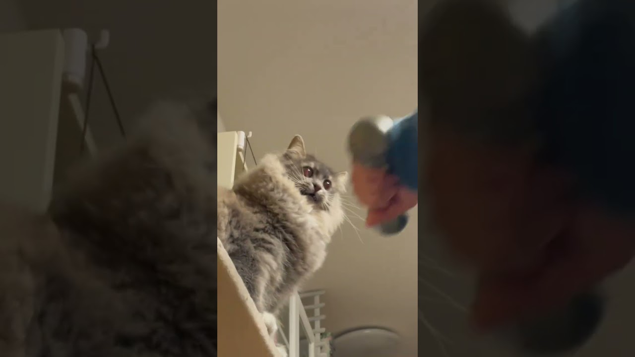サイベリアン1歳7ヶ月【筋トレの動きに反応するのでそのまま遊んでみた】 #siberiancat