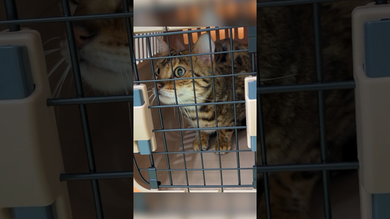 手術しました　 #ベンガル #ルトロゼ #猫