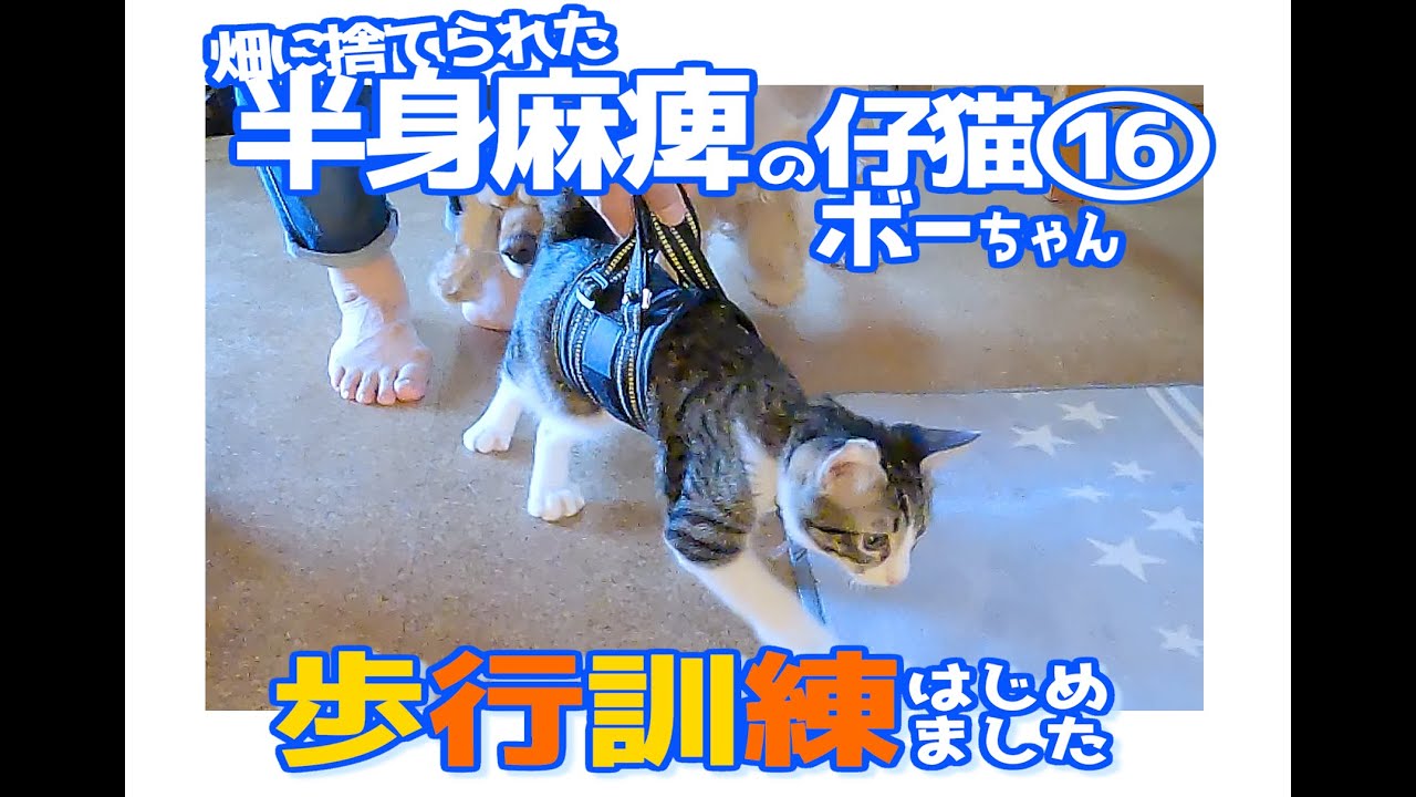 【畑に捨てられた子猫のその後】ボーちゃんが歩けるようになるまでの軌跡16－ボーちゃん歩行訓練はじめました！