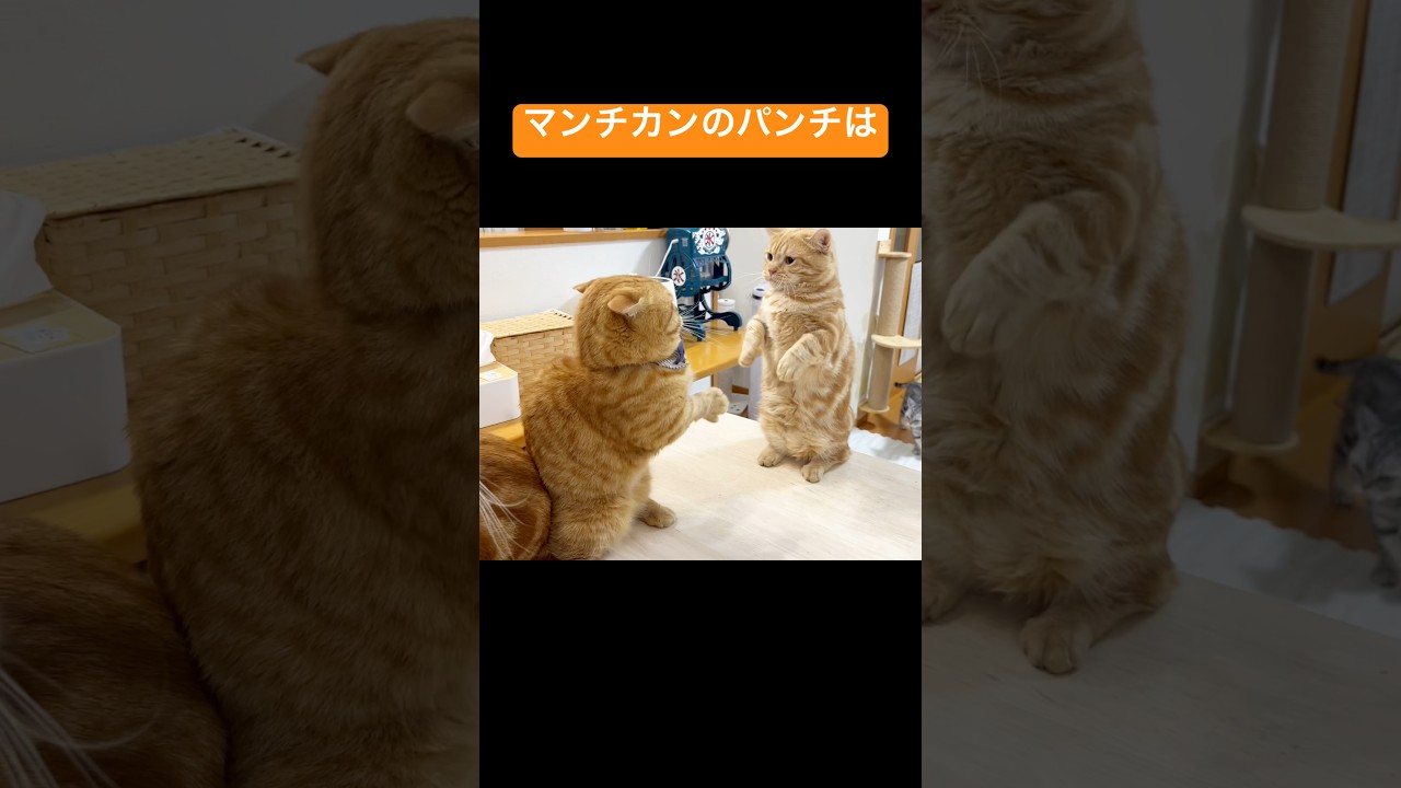 マンチカンのパンチは決して当たらない！ #猫 #マンチカン #shorts