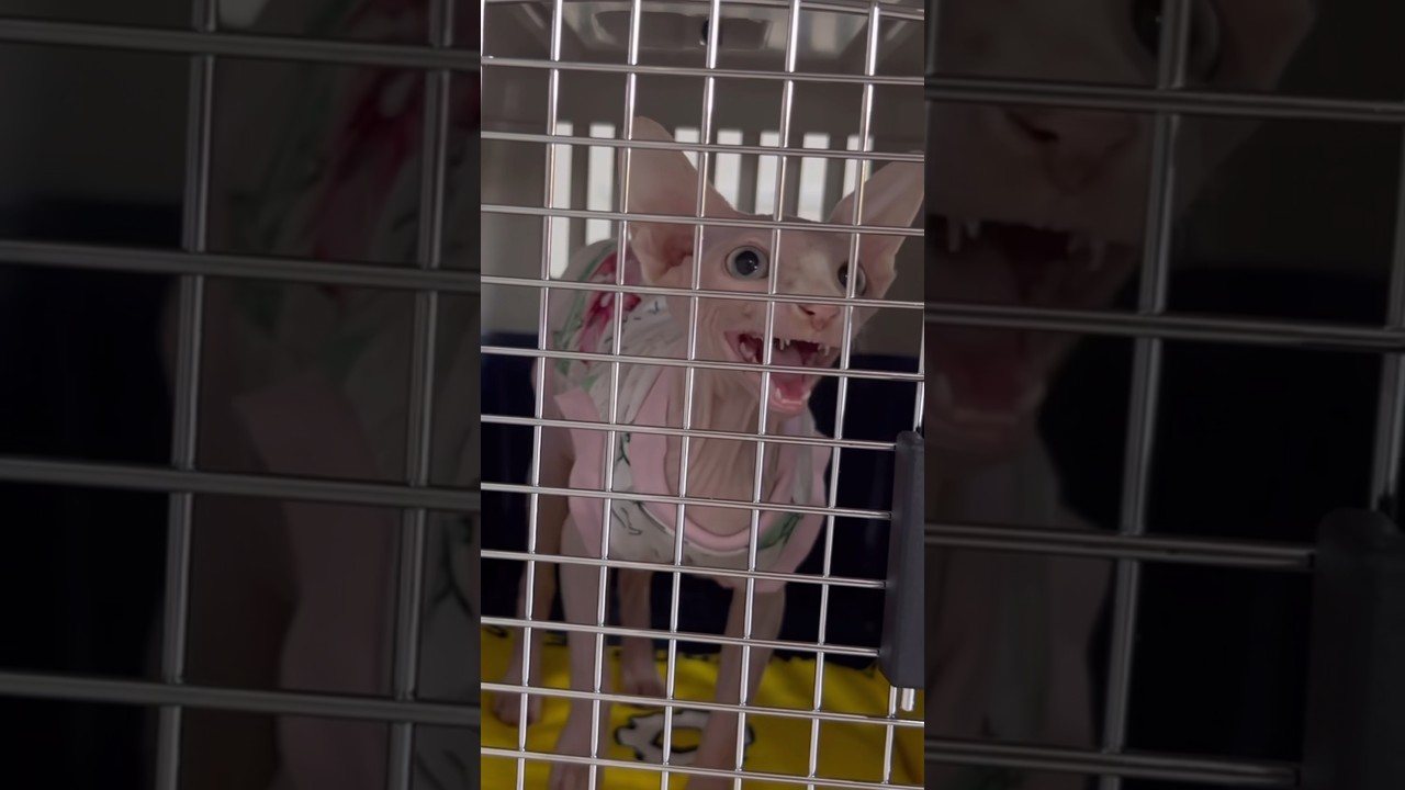 不妊手術前の毛のない子猫の鳴き声【スフィンクス猫】