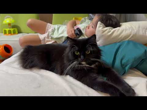 久しぶりの再会にそっけない猫とすぐに寄ってくる猫　ノルウェージャンフォレストキャット　ラガマフィンA cat entering a travel bag. Norwegian Forest Cat.