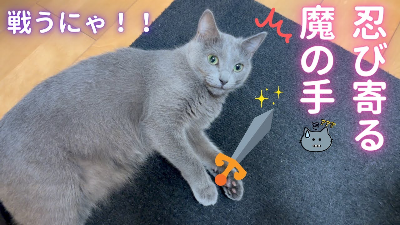 パパVSそらちゃん・・勝敗は？！（ロシアンブルー）