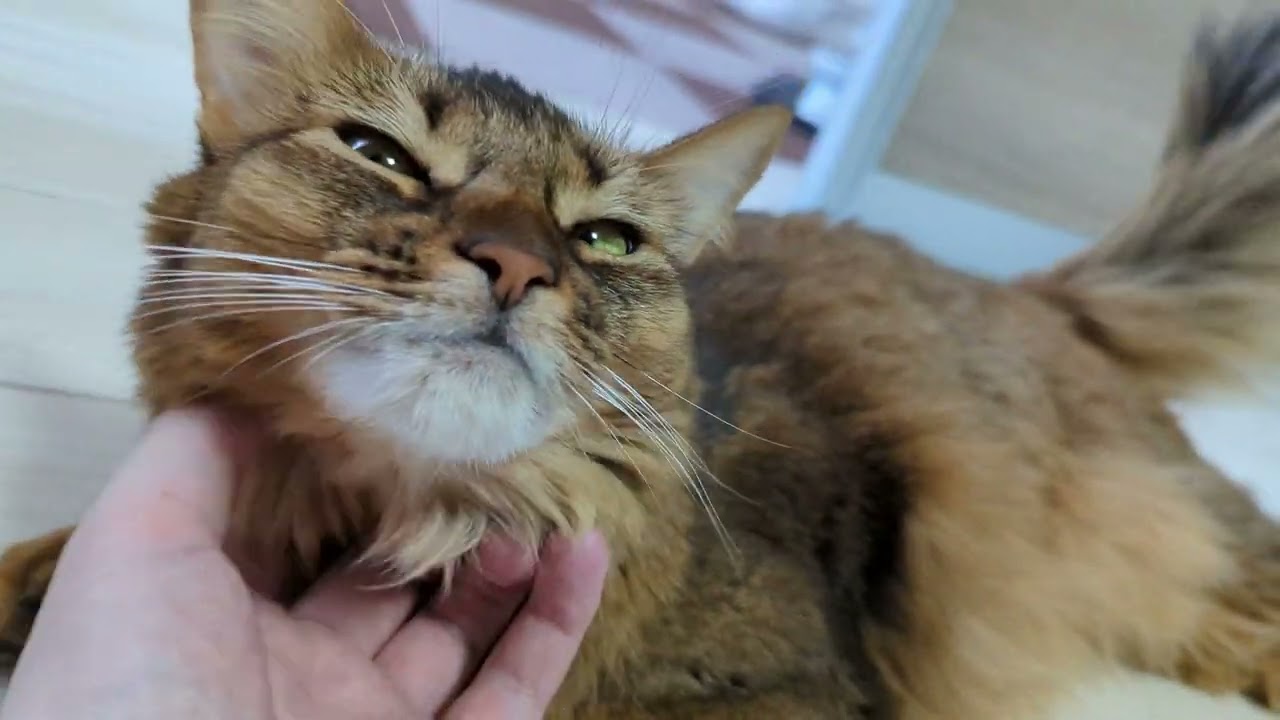 【571日目】掻く位置がしっくりこなかったみたい #ソマリ #cat