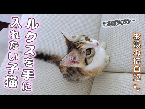 ルクスを手に入れたい子猫【お嬢の猫日記 / OJO- CAT DAILY】