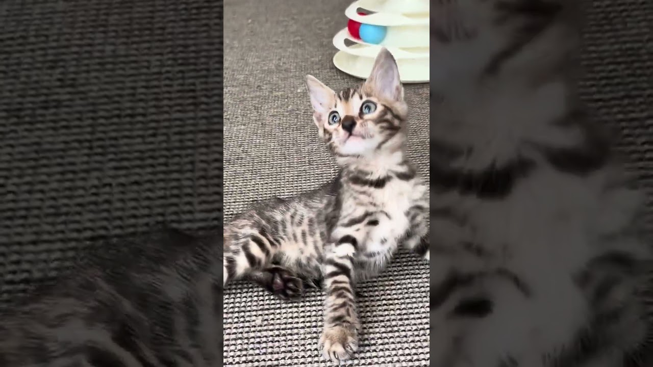 ベンガル キュートなお顔♡男の子