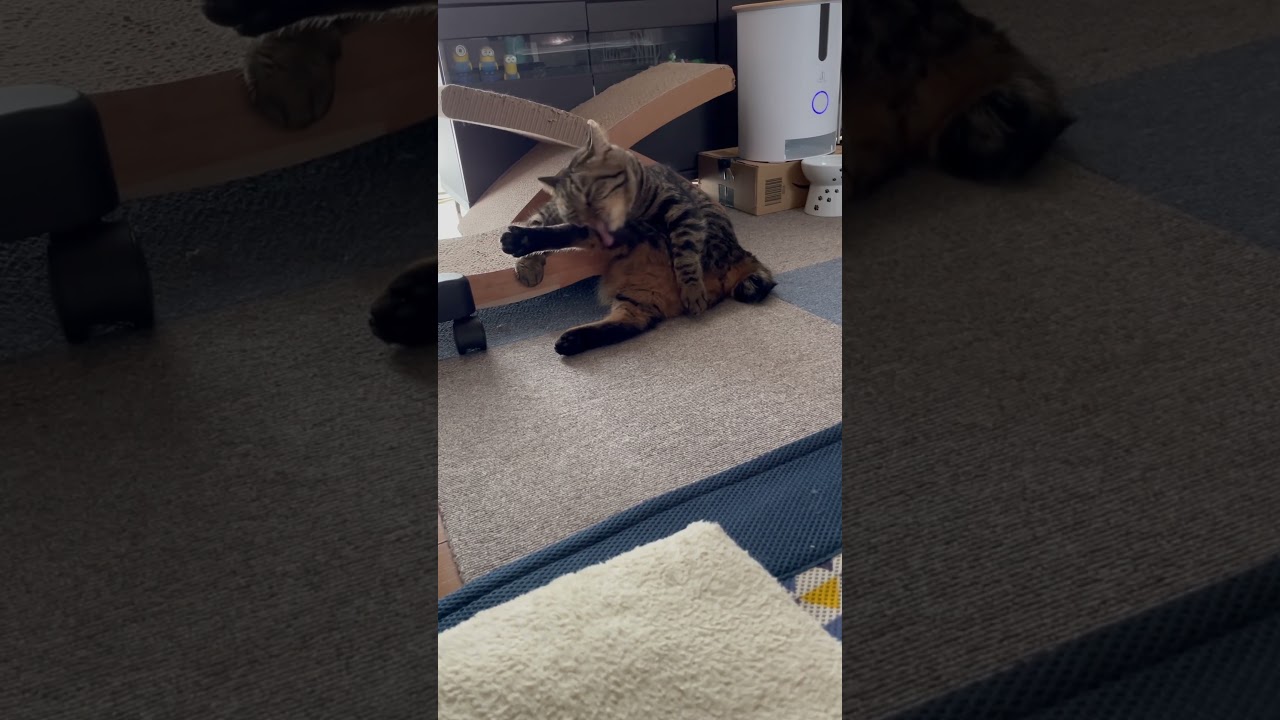 肘掛けを上手に使って毛繕いをするたぬき猫 #shorts#猫#キジトラ#元野良#ボブテイル