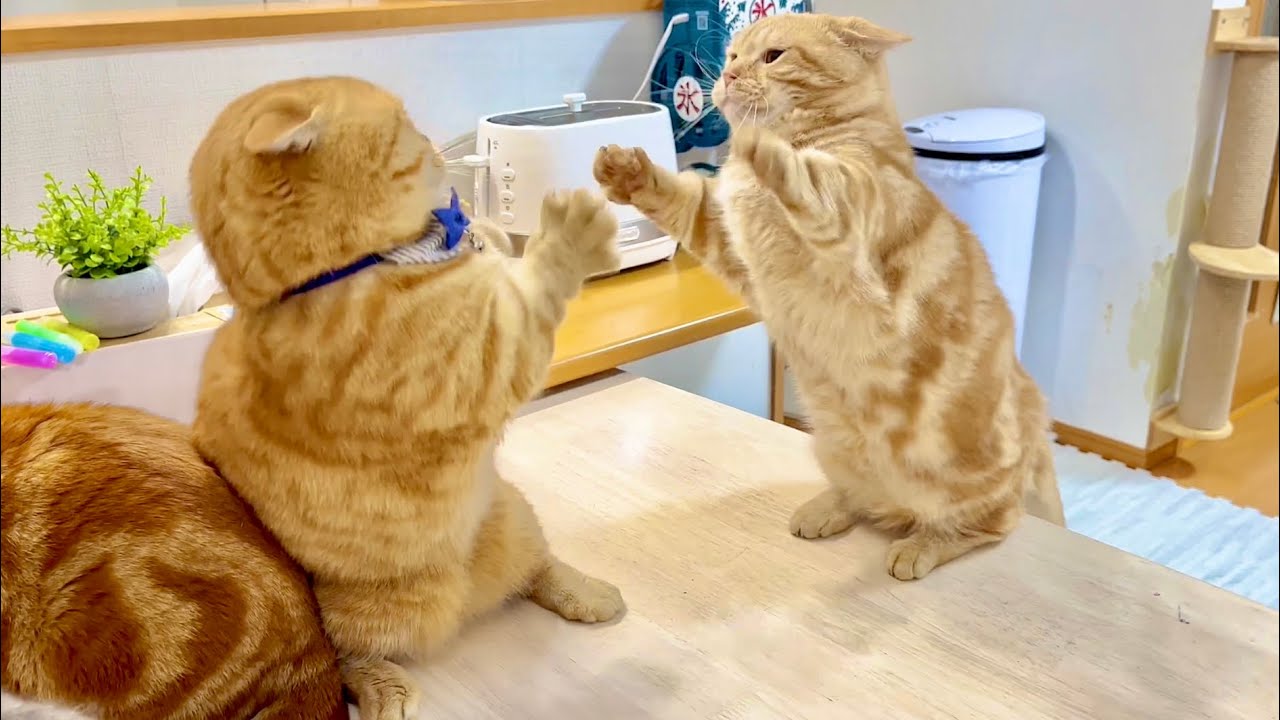 おいらを弱いと思ってなめんなよ！ #猫 #マンチカン