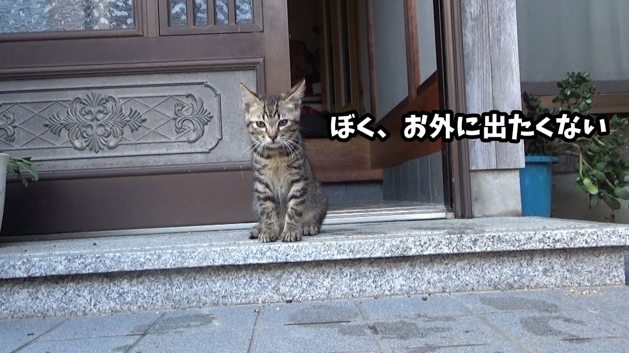 子猫が怯えて外へ出なくなりました
