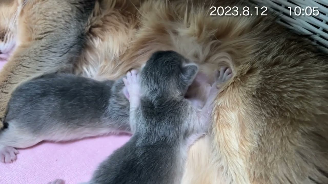 Somali Kitten 〜生後5日〜 ソマリの子猫