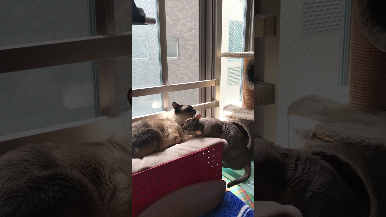 窓辺で仲良しペロペロしまくっているシンガプーラとたぬき猫なのにゃ♪
