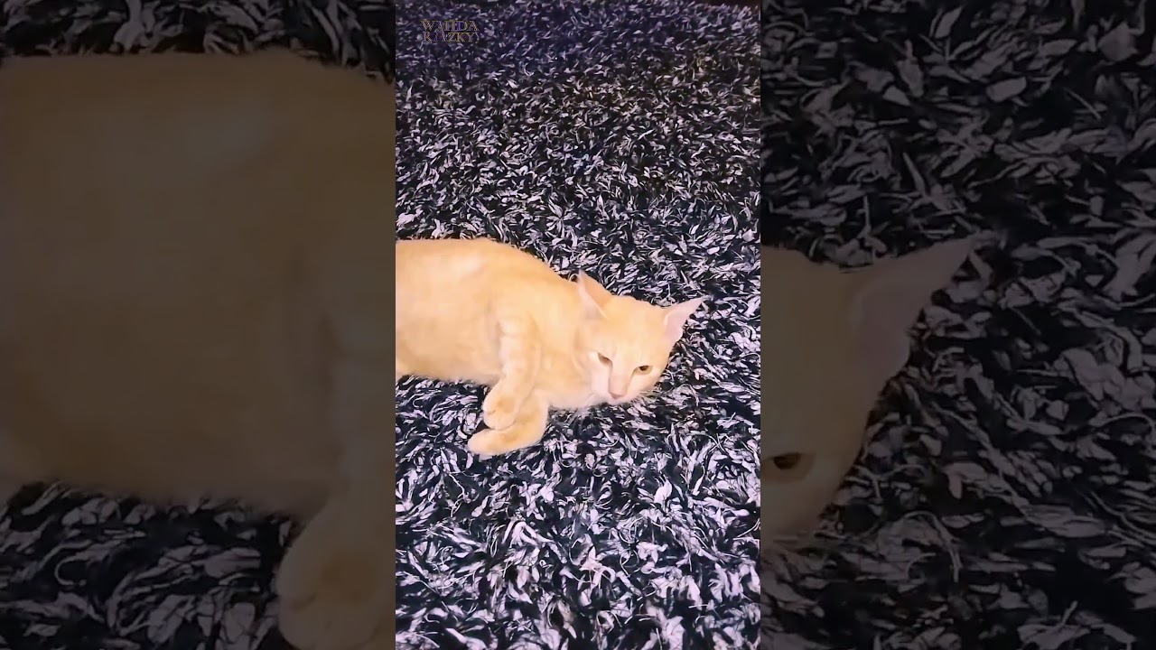 Manx Cat Resting on the Fluffy Carpet