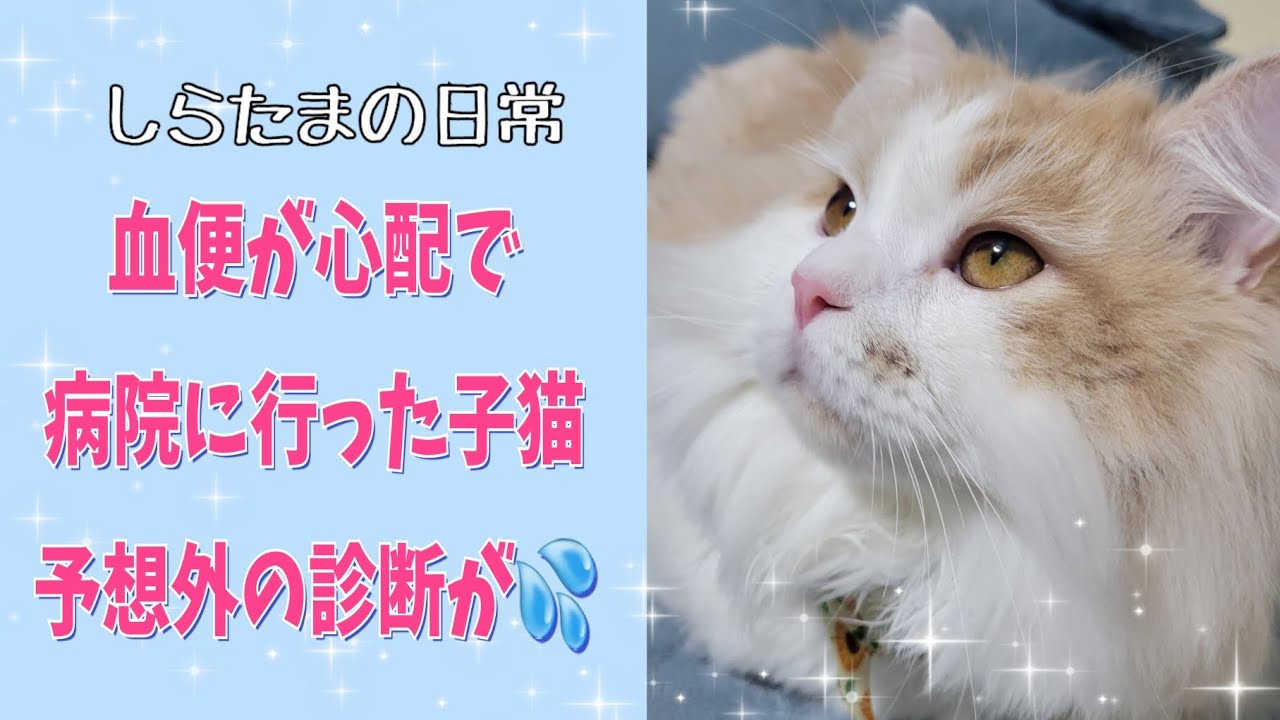 元気すぎるけど病院に行ってきた子猫！血便の意外な原因とまさかの診断#ラガマフィン #猫動画 #子猫
