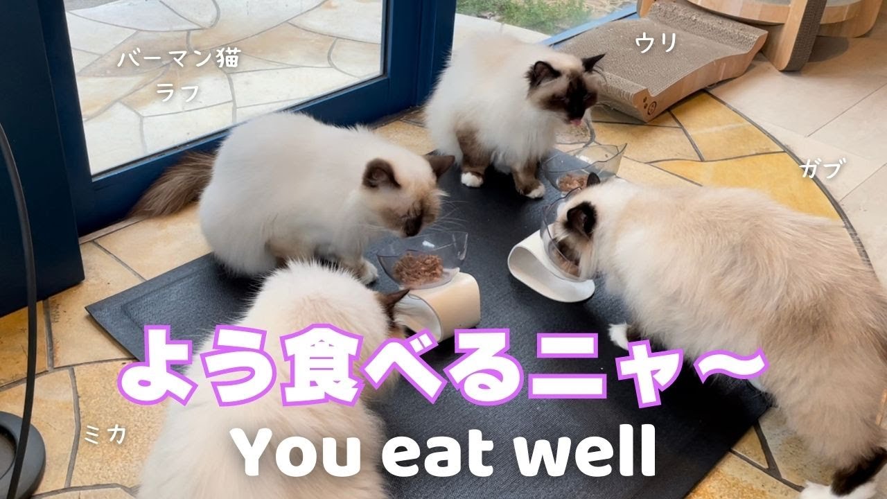 バーマン猫ウリとガブとラフとミカ【よう食べるニャ〜】You eat well（バーマン猫）Birman/Cat