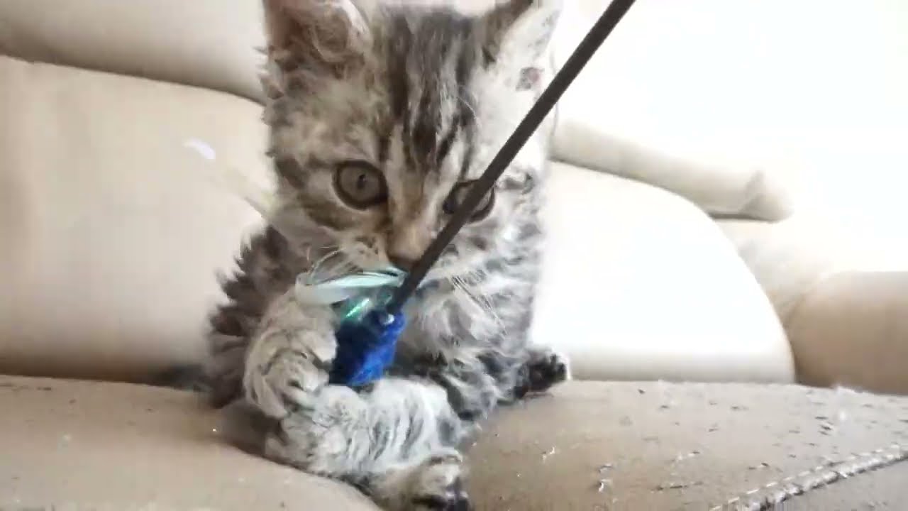 セルカークレックス子猫　2023.6.14産まれ 　ブラウンタビー　　男の子　シーダキャット猫のお店