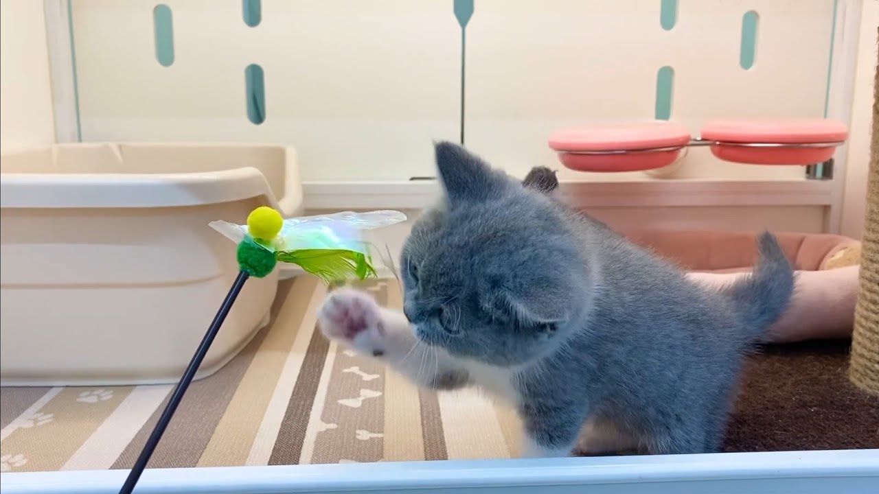 cat ブリティッシュショートヘア british shorthair