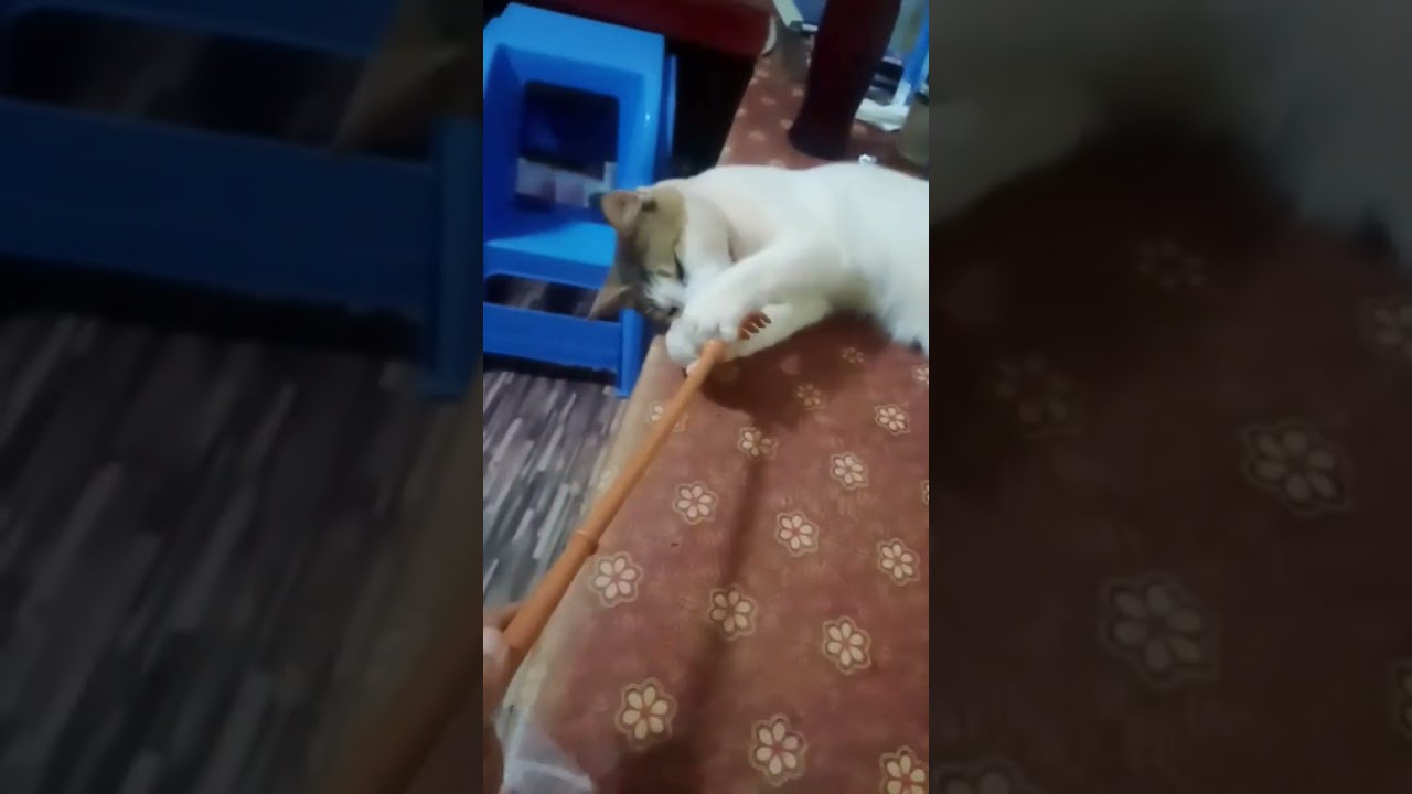 cat playing😂😻🤩 #cute #trend #short 📸🥀