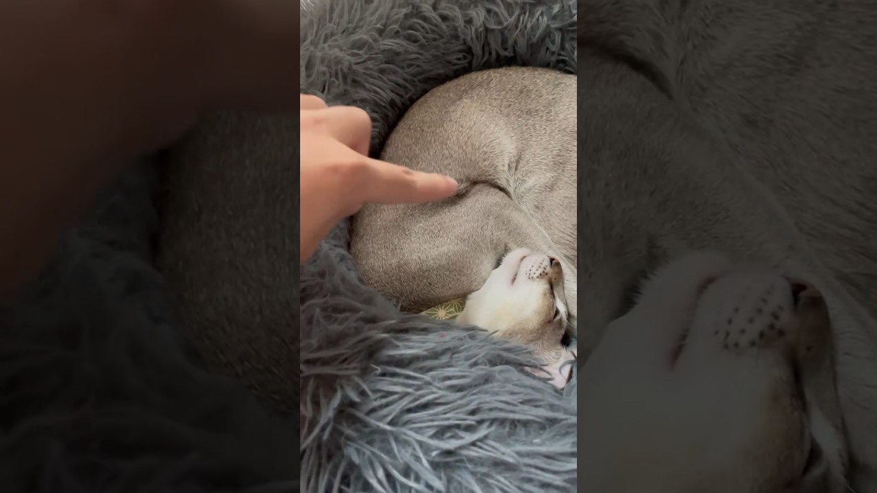 起きないと思ったら、起きちゃったシンガプーラの弟者