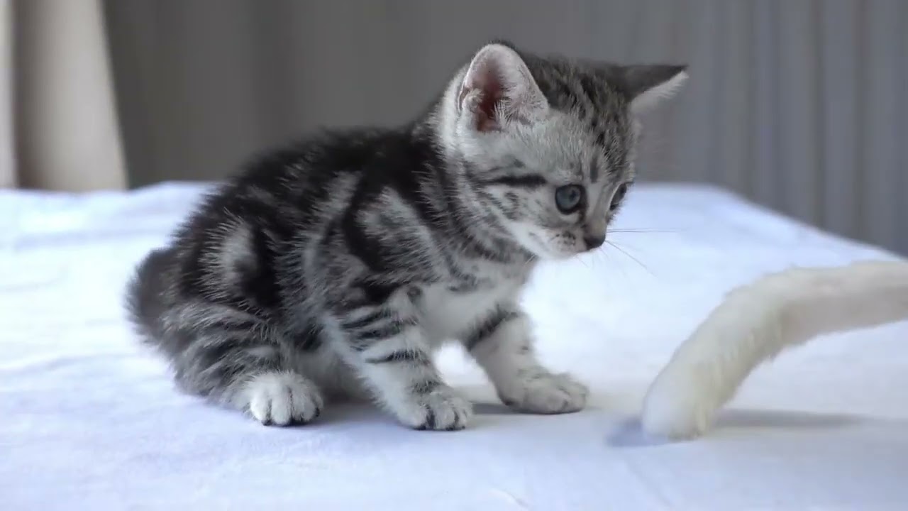 アメリカンショートヘア 上品なお顔が可愛い女の子☆　毛色シルバークラシックタビー