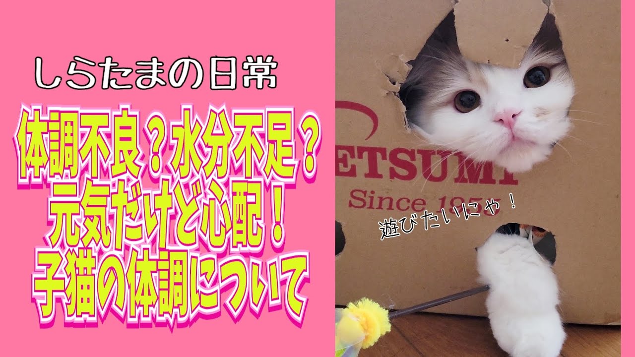 体調不良？元気なの？子猫の具合が分からない…#ラガマフィン#猫動画 #cat