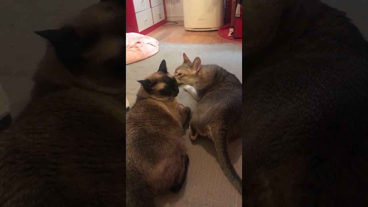 人間が気になってペロペロに集中できないシンガプーラとたぬき猫なのにゃ♪