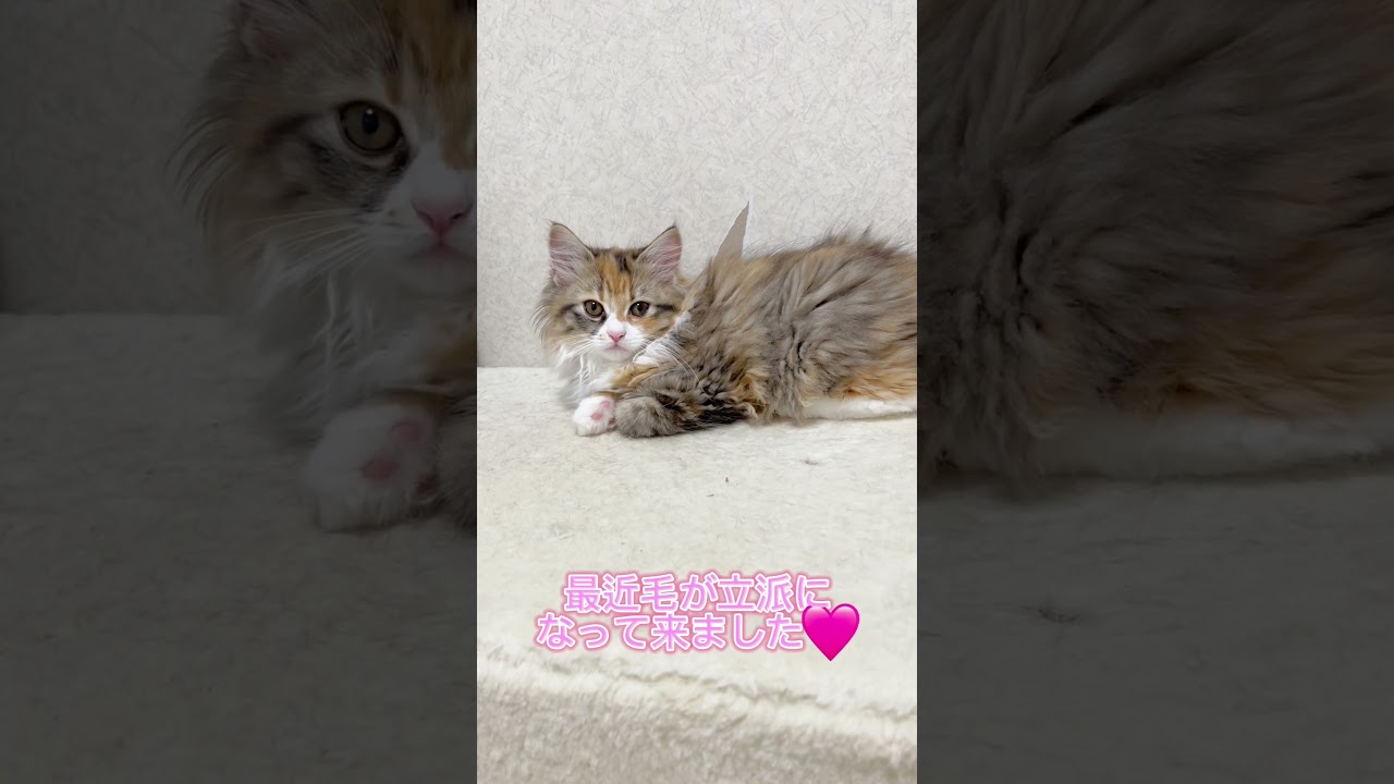 のほほんミヌエットちゃん🩷【お問合せ詳細は説明欄に記載あります】 #猫 #マンチカン #ミヌエット #子猫販売 #猫のいる暮らし #猫動画 #ブリーダー直販 #ラパーマ #子猫 #スクーカム