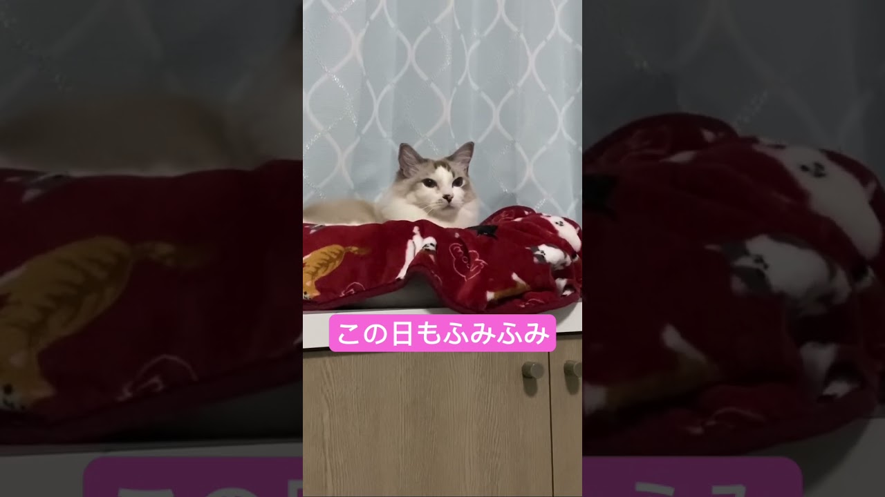 甘えん坊ラグドールは毎日ふみふみ#shorts