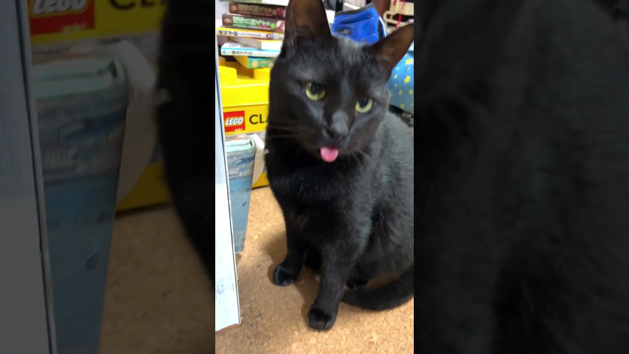 黒猫舌出し動画　#shorts  #黒猫