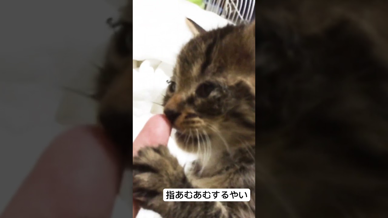 保護した子猫、こちらの指をあむあむする(2015年) #cat #猫 #保護猫 #子猫 #kitten #ねこ #こねこ #animal #babycat #cute #shorts