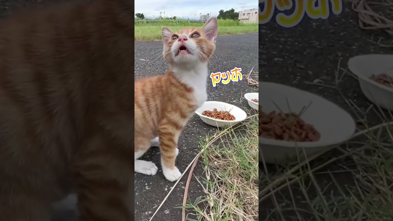 【トラ猫家族最後の子猫】猫のかわいい瞬間！鳴き声が多彩で可愛すぎる！「ヤッホー」と鳴くことも！【オリジナル曲】 #shorts#cat#トラ猫家族#子猫#鳴き声
