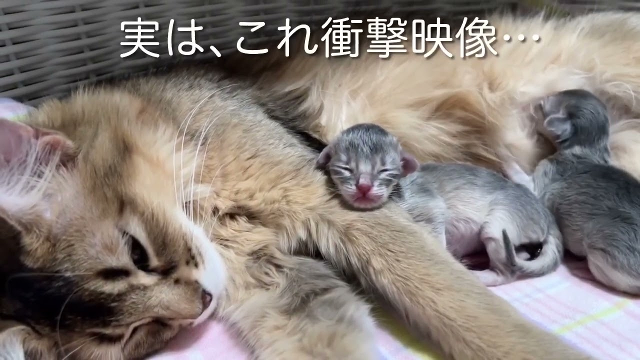 「激レア★アイテム」を 仔猫からプレゼントされて困惑した日。