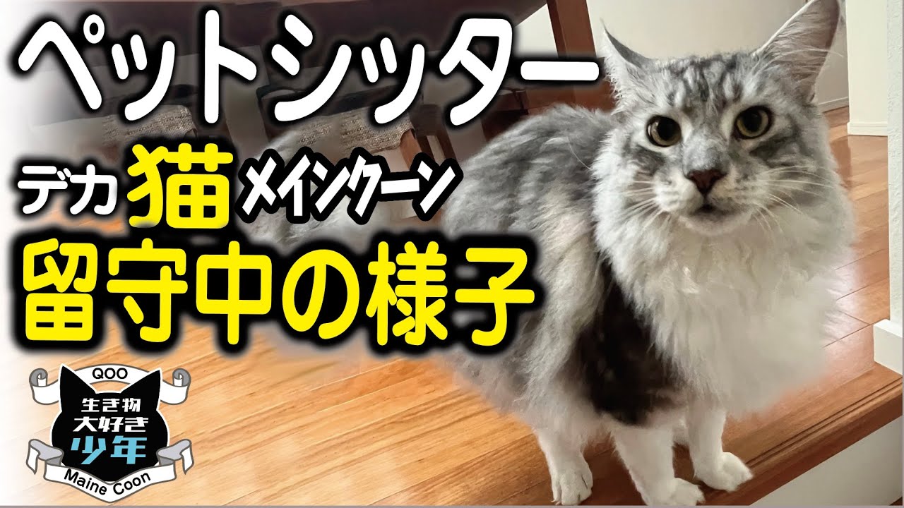 【メインクーン】ペットシッターは見た！恐れていた○○○事件勃発？寂しがりやの大型猫、長期の留守番の様子。