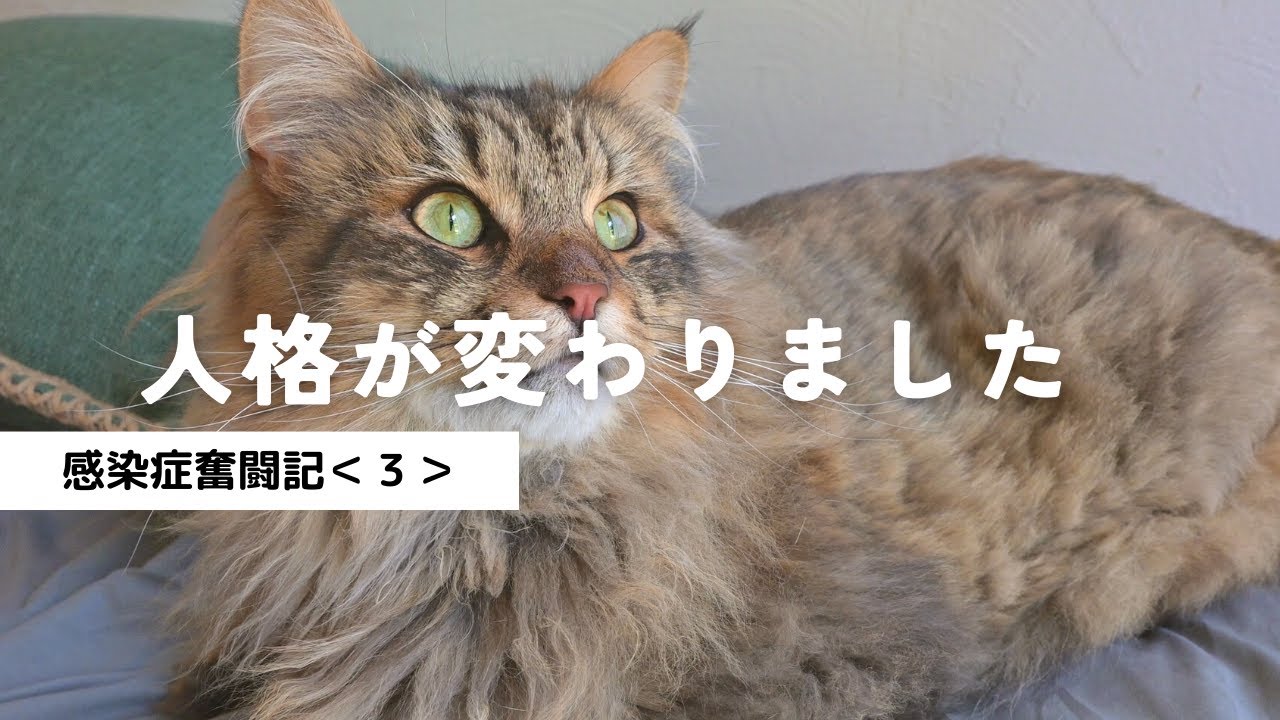 猫のキャラ崩壊！！可愛い弟が凶暴になりました＜感染症奮闘記3＞【多頭飼い・サイベリアン】