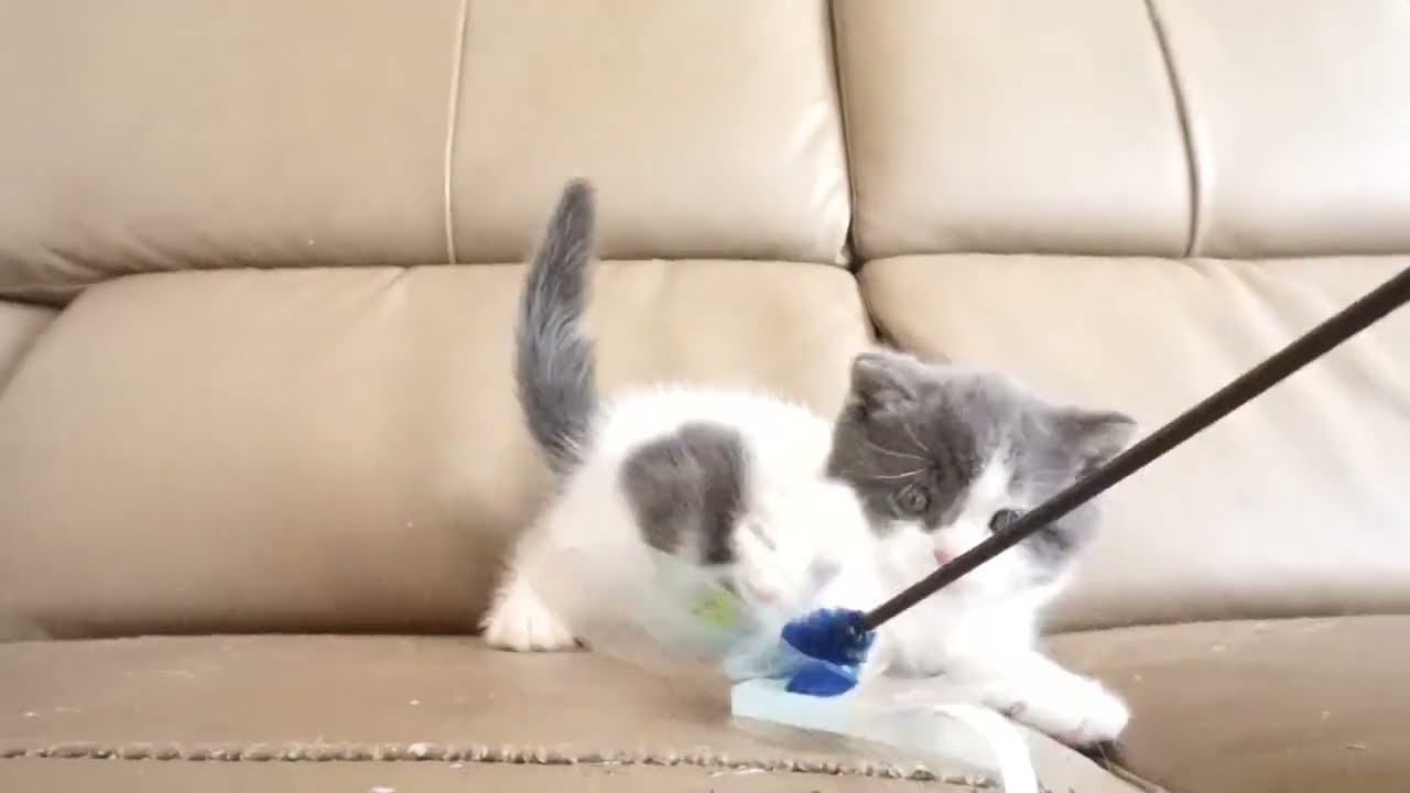 ブリティッシュショートヘアー子猫　British Shorthair　2023.7.10産まれ　ブルー&ホワイト　男の子　シーダキャット猫のお店