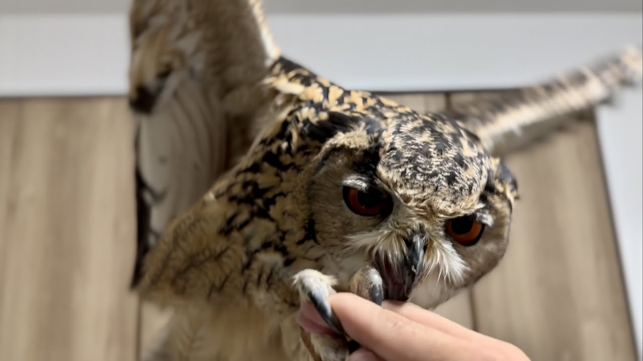 #840 フクロウと握手するとこうなる This is what happens when you shake hands with an owl【ベンガルワシミミズク】