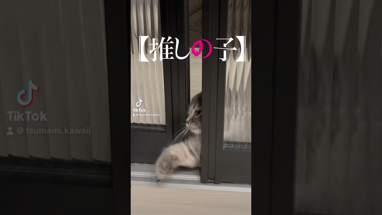 推しの子エンディング風 #子猫 #おすすめ #かわいい #つまみちゃん #ラガマフィン #猫 #cat #推しの子 #ねこのいる生活