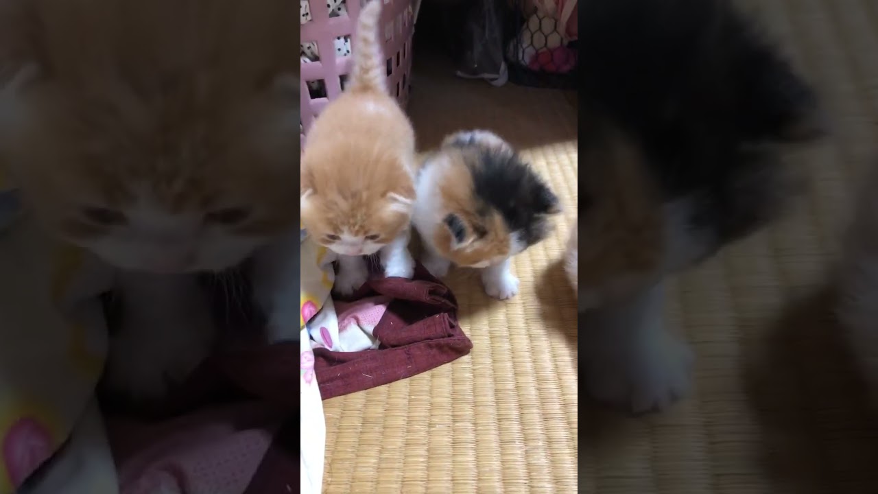 スコティッシュフォールド キャリコロング立耳の女の子　綺麗な三毛です