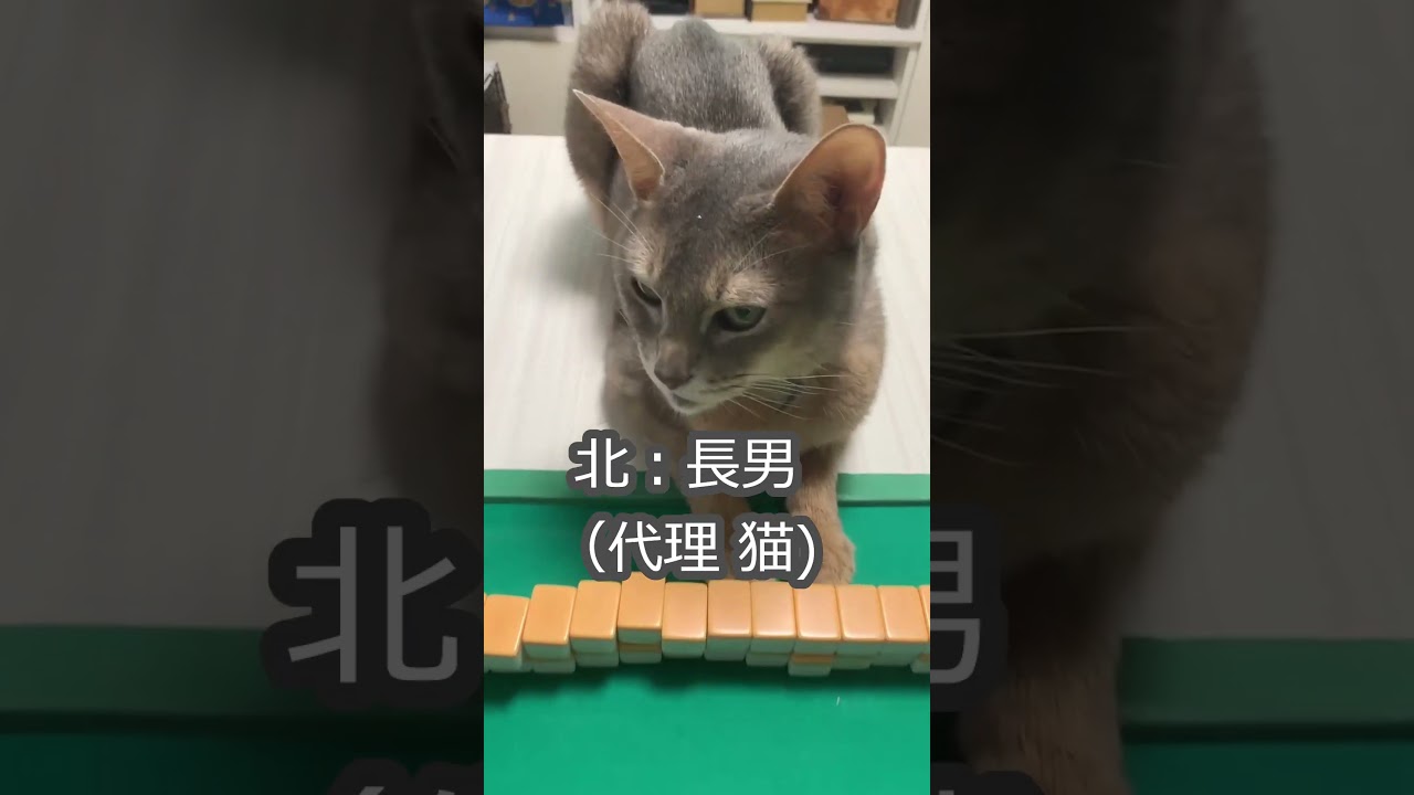 (アビ) 麻雀に参加する猫 #shorts #アビシニアン #猫のいる暮らし #猫と麻雀