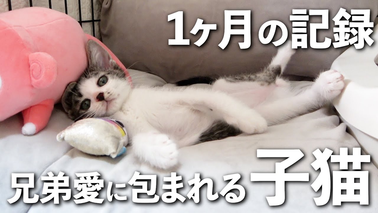 保護した子猫が寝てる時に起こったこと。兄犬の愛情が爆発しました｜子猫の成長記録｜保護猫｜犬と猫