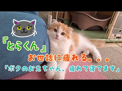 『とらくん』お兄ちゃんを頑張りすぎて🙀💦疲れはてる😅