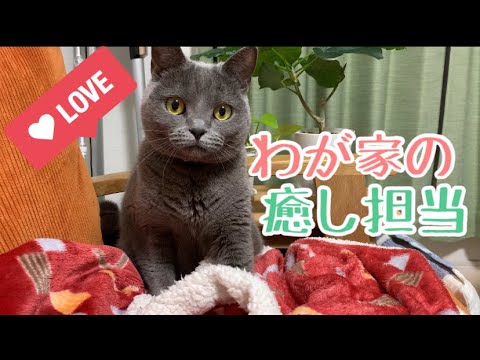 【シャルトリュー】ただただ猫のゆずちゃんを眺める【Chartreux cat】