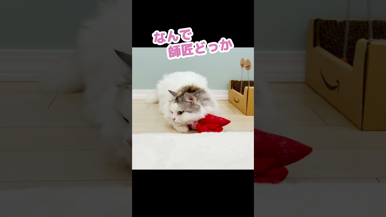 あまのじゃくな猫がこちら #Shorts