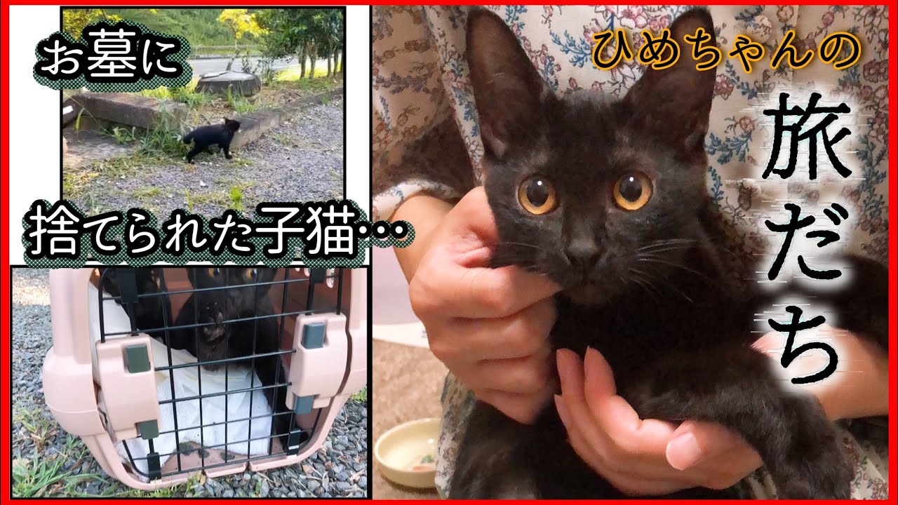 【お墓で子猫保護】賢く優しい…お姉ちゃんとの別れ【保護猫たろうとの出会い#6】