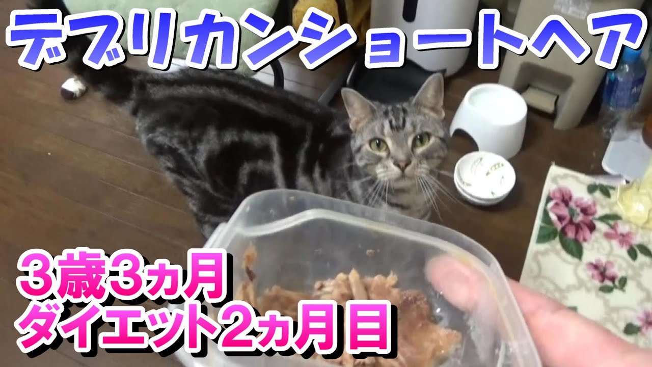 猫のダイエット２ヵ月目　３歳３ヵ月（アメリカンショートヘア）