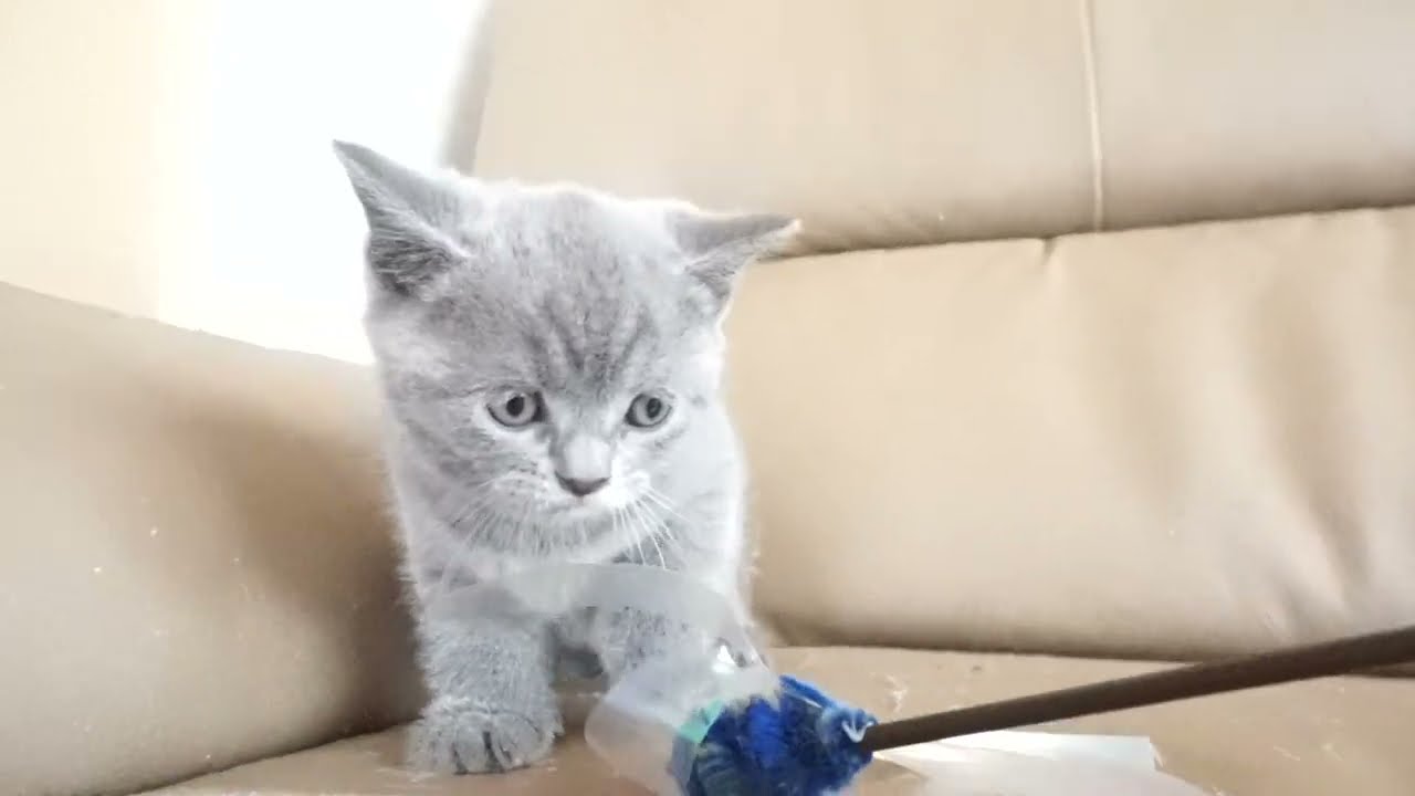 ブリティッシュショートヘアー子猫　British Shorthair　2023.7.10産まれ　ブルークリーム　女の子　シーダキャット猫のお店