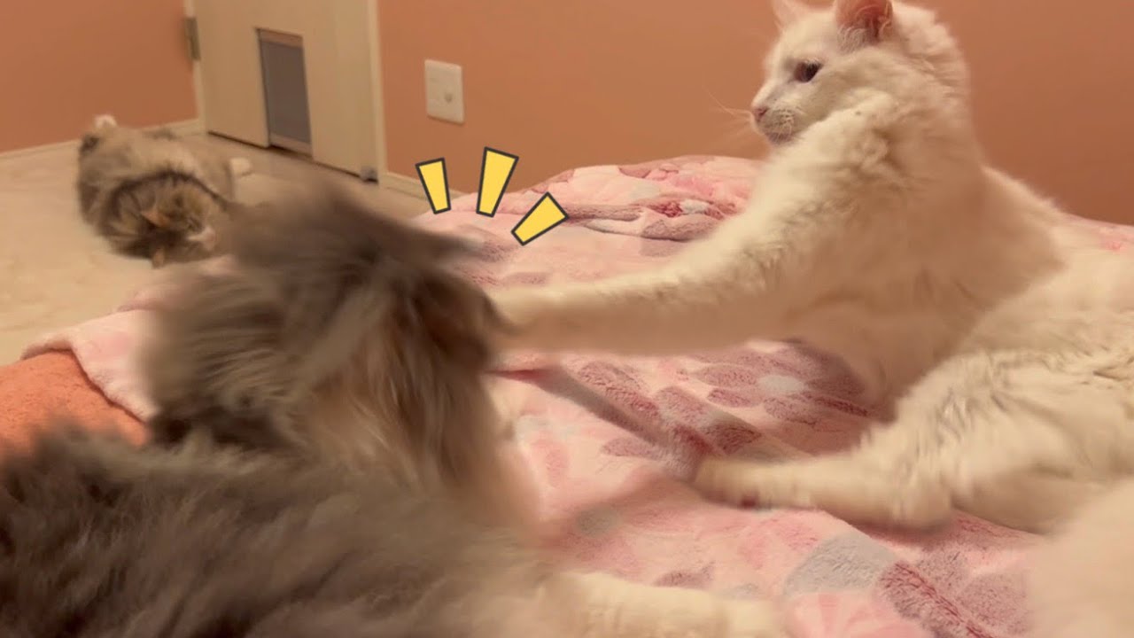 【おやすみ】ベッドの上をもふ猫たちに占領されました……果たしてわたしはねれるのでしょうか？？？？ターキッシュアンゴラとノルウェージャンフォレストキャット